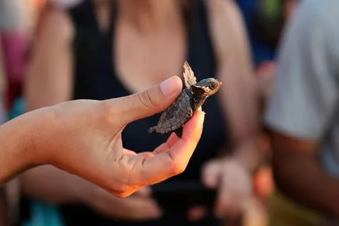Loggerhead sea turtle hatching from the nest, Rishon Lezion, Israel - 12 Aug 201 Stock Photos