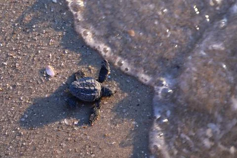Loggerhead sea turtle hatching from the nest, Rishon Lezion, Israel - 12 Aug 201 Stock Photos