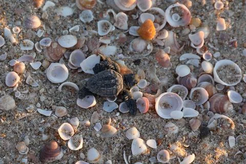 Loggerhead sea turtle hatching from the nest, Rishon Lezion, Israel - 12 Aug 201 Stock Photos