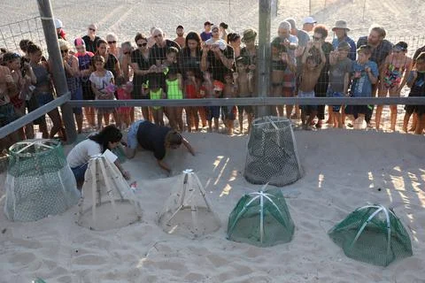 Loggerhead sea turtle hatching from the nest, Rishon Lezion, Israel - 12 Aug 201 Stock Photos