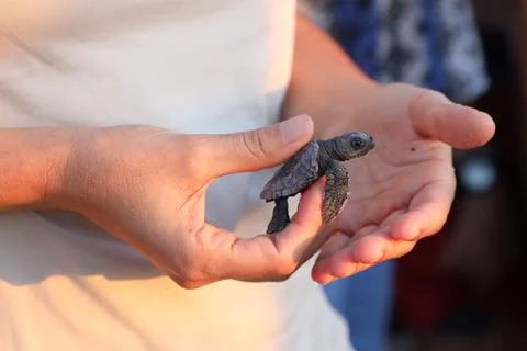 Loggerhead sea turtle hatching from the nest, Rishon Lezion, Israel - 12 Aug 201 Stock Photos