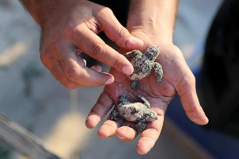 Loggerhead sea turtle hatching from the nest, Rishon Lezion, Israel - 12 Aug 201 Stock Photos