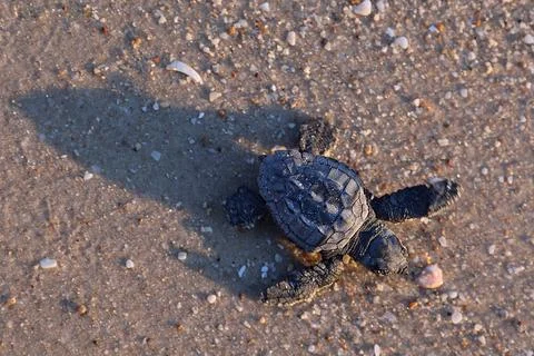 Loggerhead sea turtle hatching from the nest, Rishon Lezion, Israel - 12 Aug 201 Stock Photos