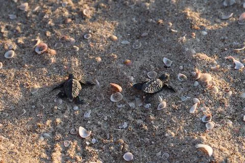 Loggerhead sea turtle hatching from the nest, Rishon Lezion, Israel - 12 Aug 201 Stock Photos