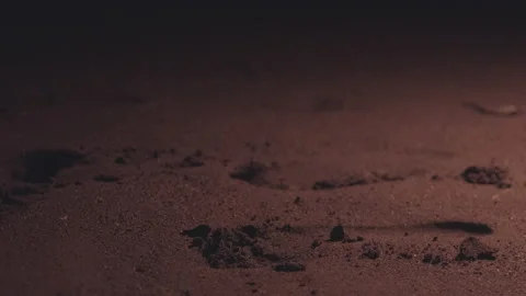 A loggerhead sea turtle hatchling on a beach at night Stock Footage 232306798
