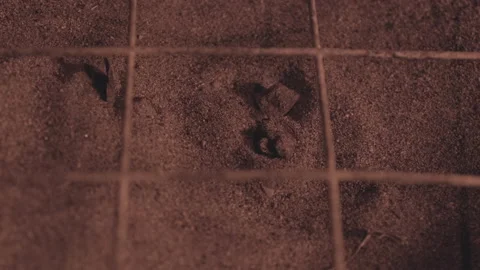 A loggerhead sea turtle hatchling, caretta caretta, hatches on a beach Stock Footage 232298720