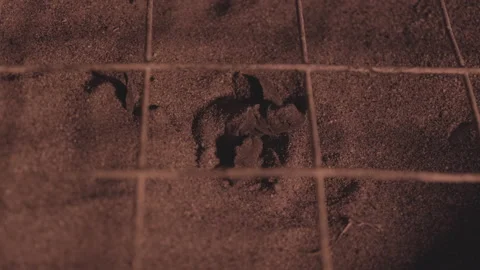 A loggerhead sea turtle hatchling, caretta caretta, hatches on a beach Stock Footage 232298934