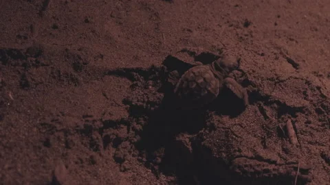 A loggerhead sea turtle hatchling, caretta caretta, scrambles across the beach Stock Footage 232307226