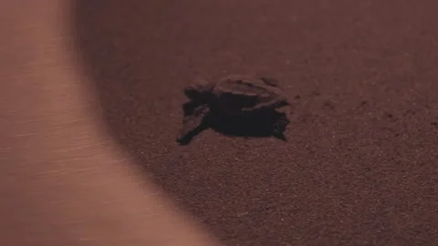 A loggerhead sea turtle hatchling, caretta caretta, taken by the sea Stock Footage 232308338