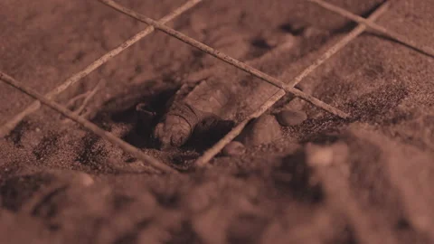 A loggerhead sea turtle hatchling, caretta caretta, hatches on a beach Stock Footage 232309667