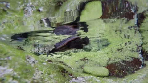 Loggerhead Sea Turtle Hatchling, Close Up, Rock Pools Yakushima Japan Vídeo Stock 81993927