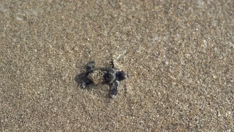 Loggerhead sea turtle hatchling crawling to ocean Stock Footage 160491703