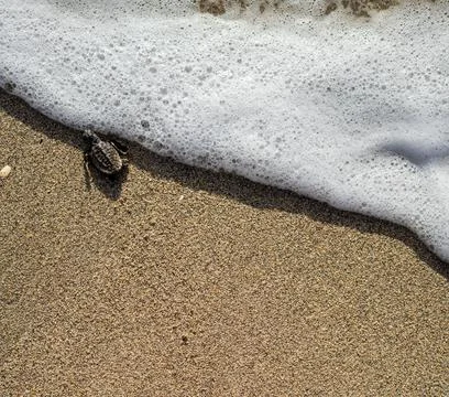Loggerhead sea turtle hatchling crawling to ocean Stock Photos