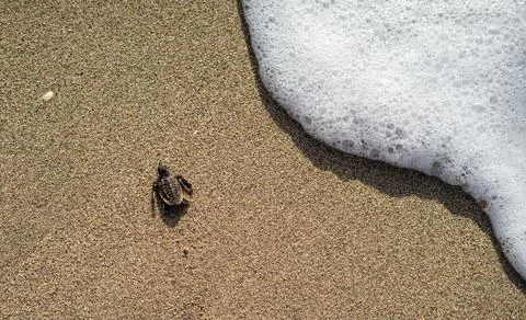 Loggerhead sea turtle hatchling crawling to ocean Stock Photos