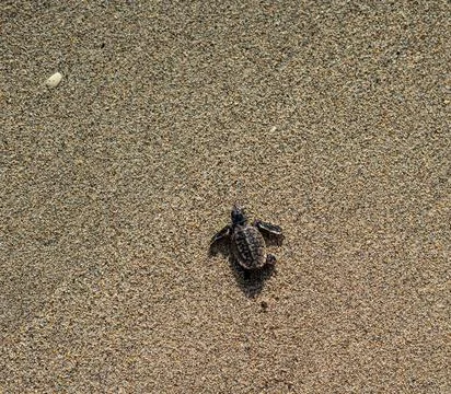 Loggerhead sea turtle hatchling crawling to ocean Stock Photos