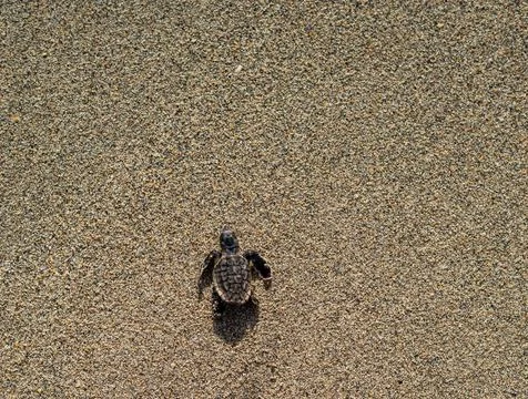 Loggerhead sea turtle hatchling crawling to ocean Stock Photos