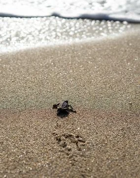 Loggerhead sea turtle hatchling crawling to ocean 스톡 사진