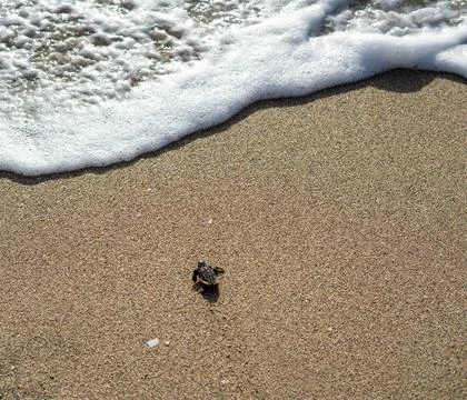 Loggerhead sea turtle hatchling crawling to ocean Stock Photos