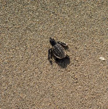 Loggerhead sea turtle hatchling crawling to ocean 스톡 사진