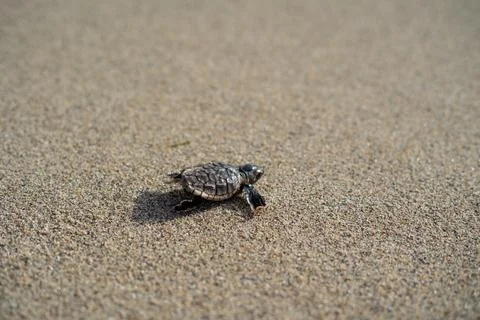 Loggerhead sea turtle hatchling crawling to ocean Stock Photos