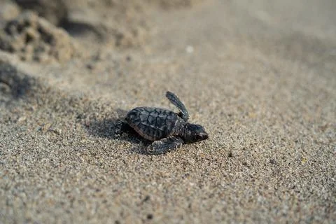Loggerhead sea turtle hatchling crawling to ocean Stock Photos