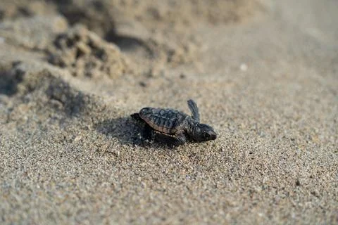 Loggerhead sea turtle hatchling crawling to ocean Stock Photos
