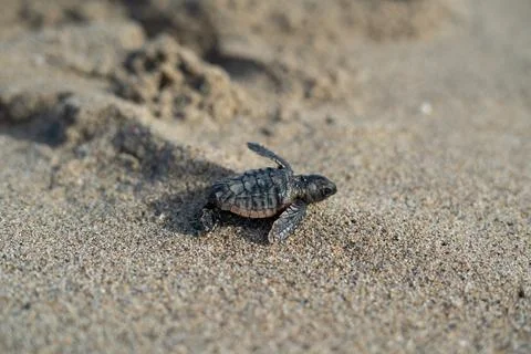 Loggerhead sea turtle hatchling crawling to ocean Stock Photos