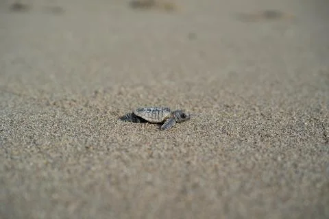 Loggerhead sea turtle hatchling crawling to ocean Stock Photos