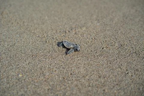 Loggerhead sea turtle hatchling crawling to ocean Stock Photos