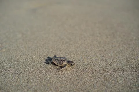 Loggerhead sea turtle hatchling crawling to ocean 스톡 사진