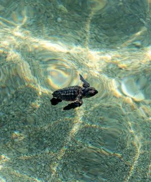Loggerhead sea turtle hatchling crawling to ocean Stock Photos
