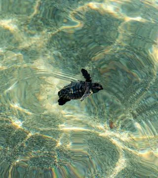 Loggerhead sea turtle hatchling crawling to ocean Stock Photos
