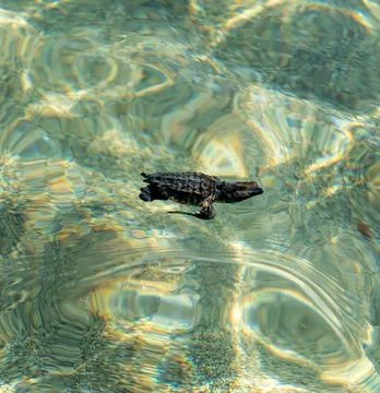 Loggerhead sea turtle hatchling crawling to ocean Stock Photos