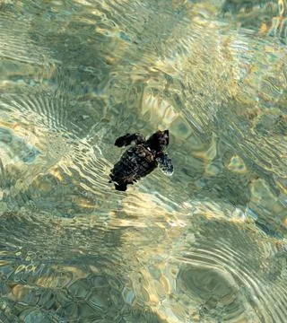 Loggerhead sea turtle hatchling crawling to ocean Stock Photos