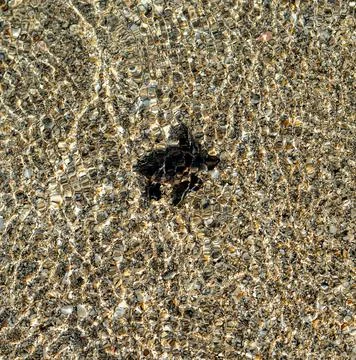 Loggerhead sea turtle hatchling crawling to ocean Stock Photos