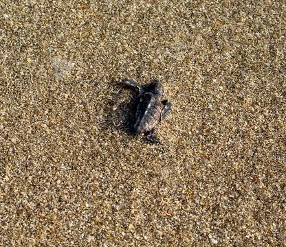 Loggerhead sea turtle hatchling crawling to ocean Stock Photos