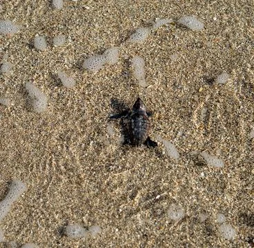 Loggerhead sea turtle hatchling crawling to ocean Stock Photos