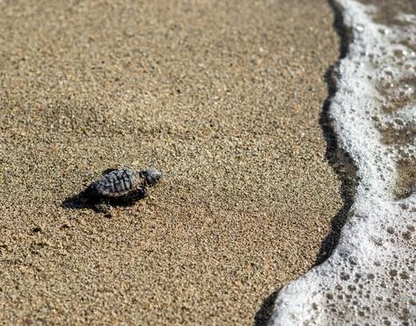 Loggerhead sea turtle hatchling crawling to ocean Stock Photos