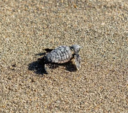 Loggerhead sea turtle hatchling crawling to ocean Stock Photos