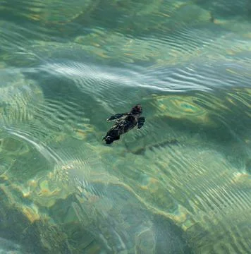 Loggerhead sea turtle hatchling crawling to ocean Stock Photos
