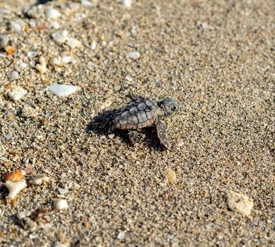 Loggerhead sea turtle hatchling crawling to ocean Stock Photos