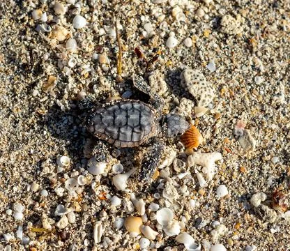 Loggerhead sea turtle hatchling crawling to ocean Stock Photos