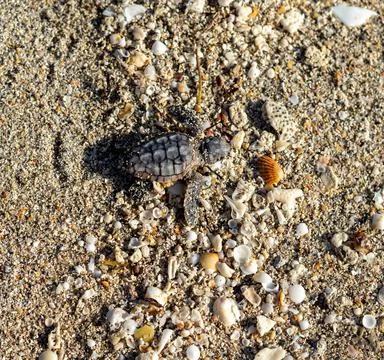 Loggerhead sea turtle hatchling crawling to ocean Stock Photos