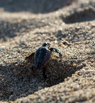 Loggerhead sea turtle hatchling crawling to ocean Stock Photos