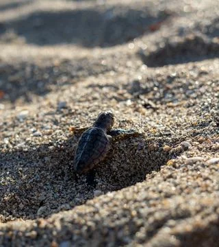 Loggerhead sea turtle hatchling crawling to ocean Stock Photos