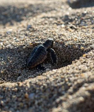 Loggerhead sea turtle hatchling crawling to ocean Stock Photos