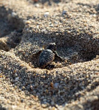Loggerhead sea turtle hatchling crawling to ocean Stock Photos