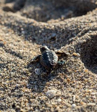 Loggerhead sea turtle hatchling crawling to ocean Stock Photos