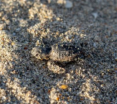 Loggerhead sea turtle hatchling crawling to ocean Stock Photos