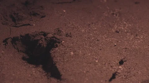 A loggerhead sea turtle hatchling fails to climb a beach elevation Stock Footage 232308115